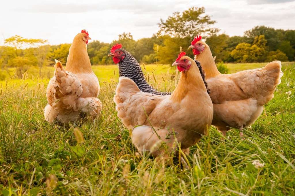 Сельское хозяйство, курицы